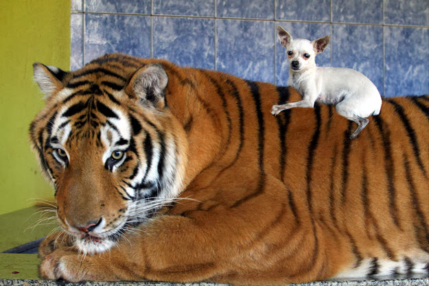 Brazilian Family Lives with 7 Tigers