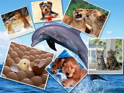 animal wallpapers. 100 Animal Wallpapers