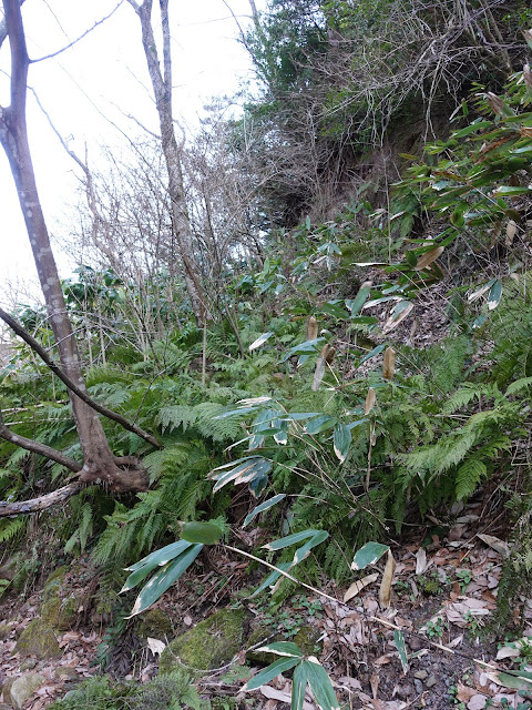 孝霊山　麓の谷の眺望