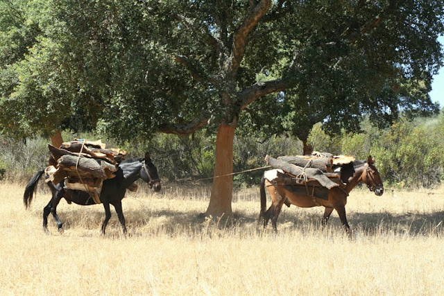 corcho de la botella de vino arbol