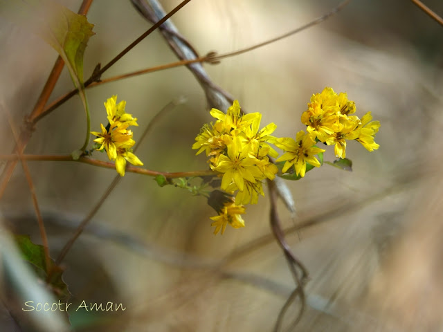 Youngia denticulata