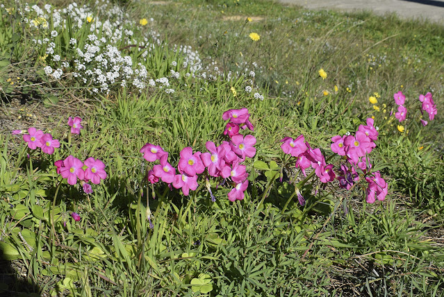 Кислица Боуви (Oxalis bowiei)