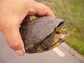 A Tortoise Or Slow Coach On Bulgarian Roads