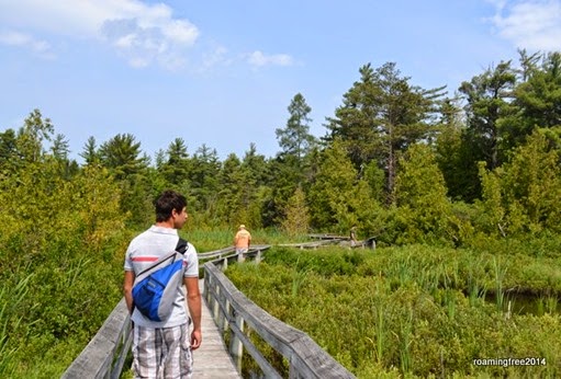 Walking through the marsh