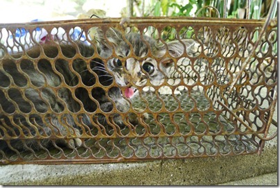 little cat in mouse trapper cage