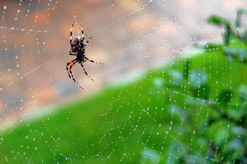 araña en telaraña sobre fondo verde y ocre de la entrada significado de soñar con arañas