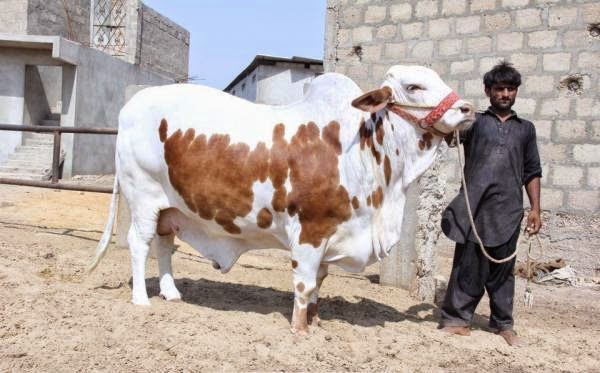 Cow Qurbani,Eid ul Adha 2013,Bakra Eid,Camel Qurbani