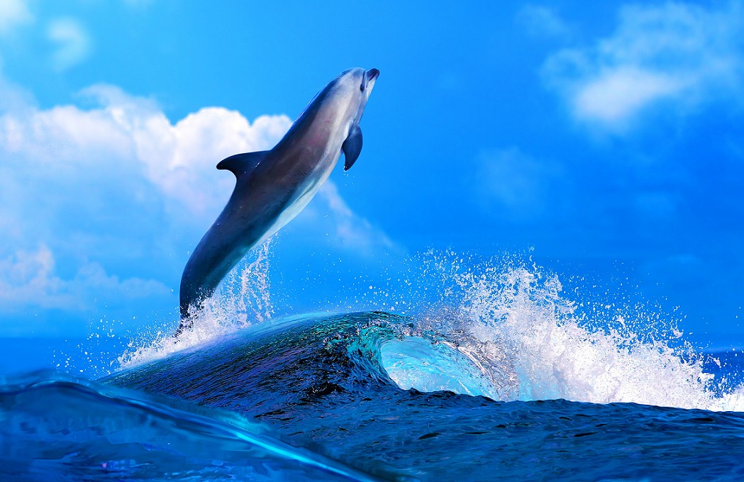  Gambar  Ikan Lumba Lumba di Laut Terbaru gambarcoloring