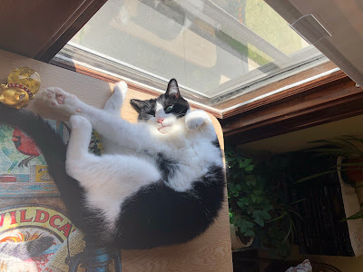 black and white cat on table in the sun