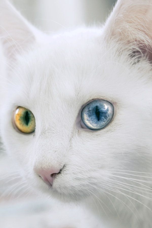 Mengapa kucing mempunyai 2 warna mata berbeza. - Kongxie 