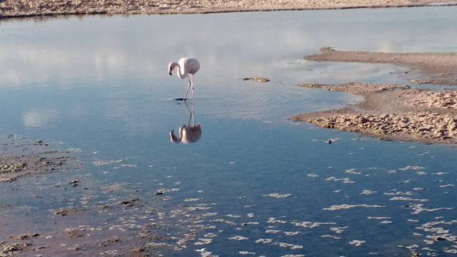 Chilean flamingo wading n the salt flats
