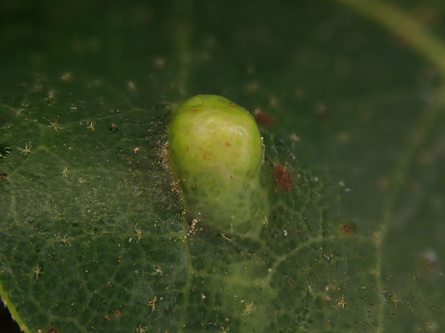 Eriophyidae