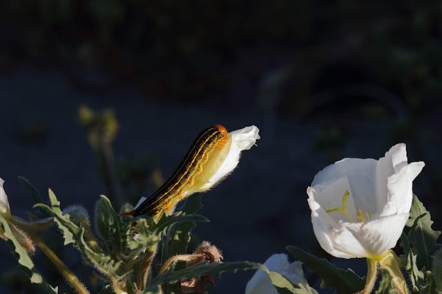 Caterpillar of sphynx moth eating Dune Evening Primrose