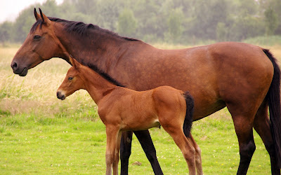 Fotografías e Imágenes de caballos|Horses Pictures Photography Images and Wallpapers