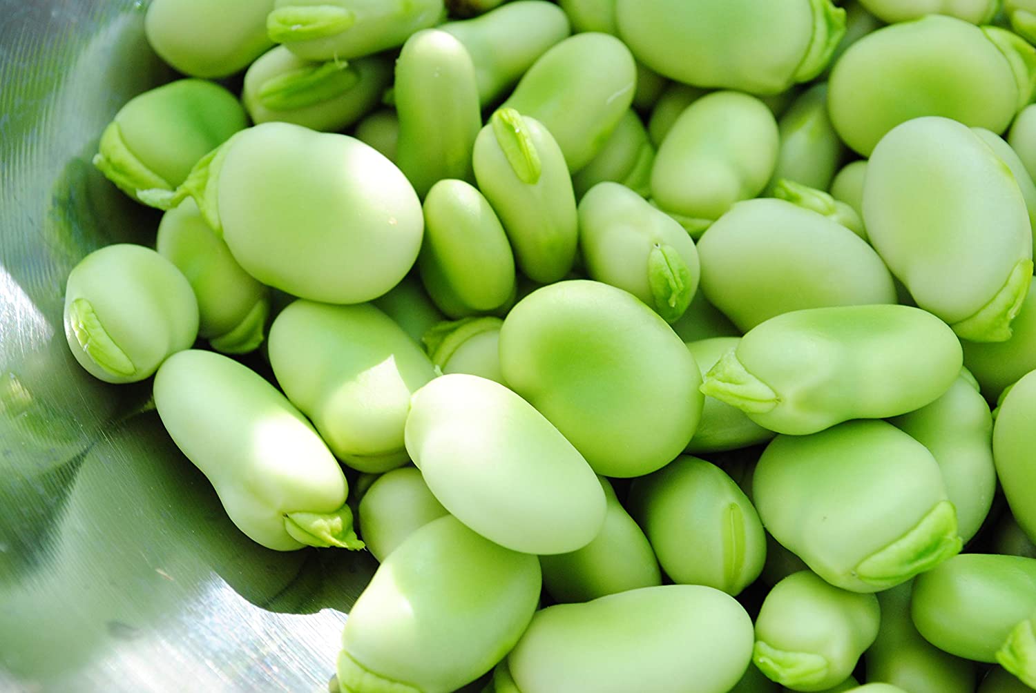 A must-have addition to every vegetable garden, Broad Beans produce high yields and guarantee flavour you can't buy in the supermarket!