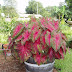 Caladiums in a whisky barrel ... great for a shady spot where many other plants won't grow or won't give great color.