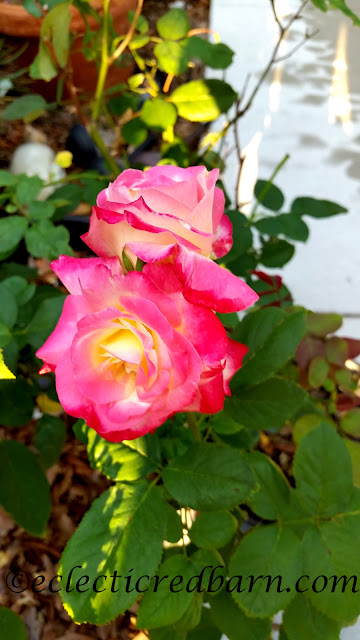 Interesting Rose. Share NOW. #roses #plants #eclecticredbarn 