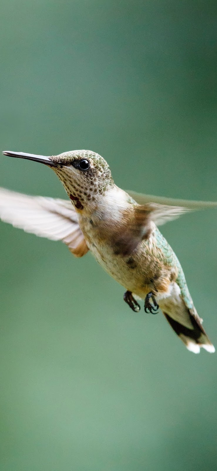  A ruby-throated hummingbird hovering.