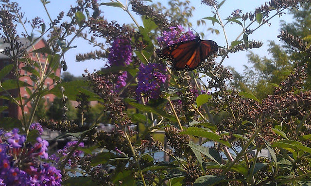 butterfly in the city