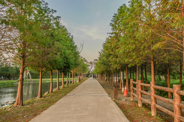 桃園大溪月眉人工濕地生態公園落羽松整排佇立在水池旁拍美麗倒影