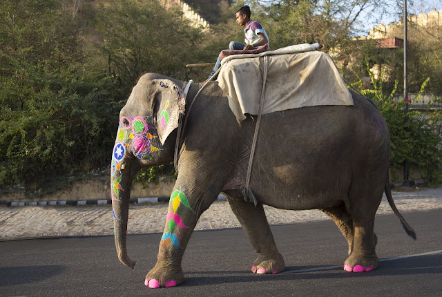 Decorated Elephant for Festivals