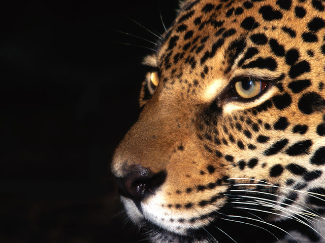 leopard_wallpaper_hd