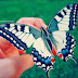 Butterfly an ART !!