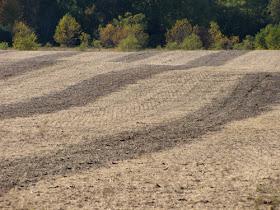 a striped field