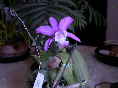 Cattleya × dolosa orchid plant care and culture