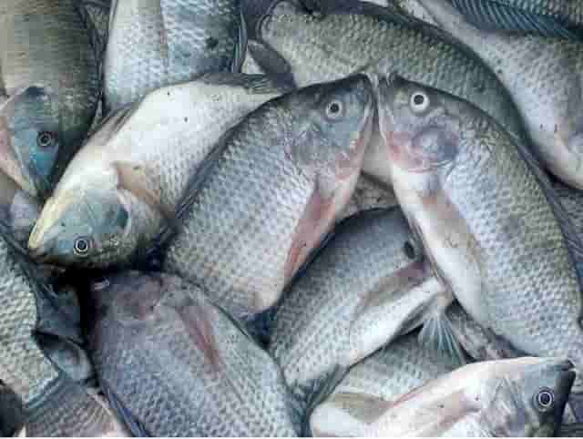 Warna Warna Ikan Mujair