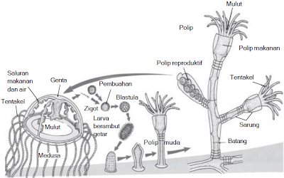  Filum  Coelenterata  Hewan  Berongga 