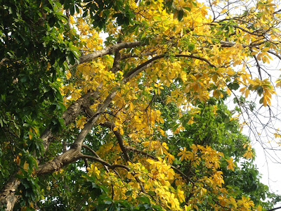 A beautiful tree with its yellow leavs