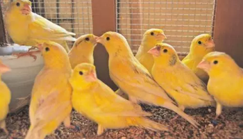 Makanan tambahan burung kenari