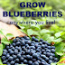 You Can Grow Blueberries No Matter Where You Live