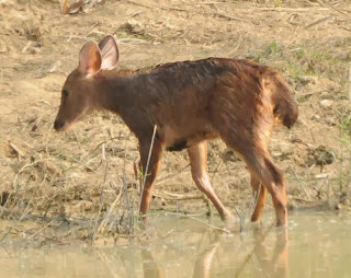 Sambar (Rusa unicolor)