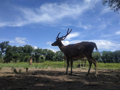 hutan lindung rusa maliran 