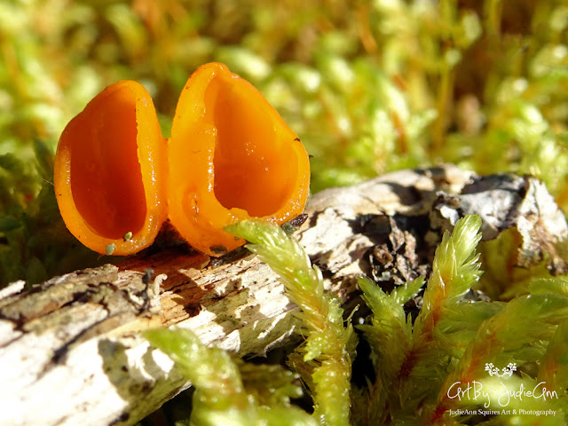 Aleuria Aurantia Photo