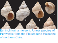 https://sciencythoughts.blogspot.com/2016/03/echinolittorina-nielseni-new-species-of.html