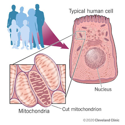 What are mitochondria?