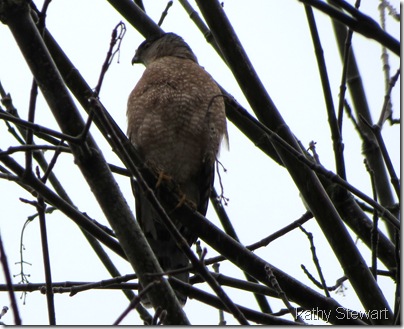Coopers Hawk