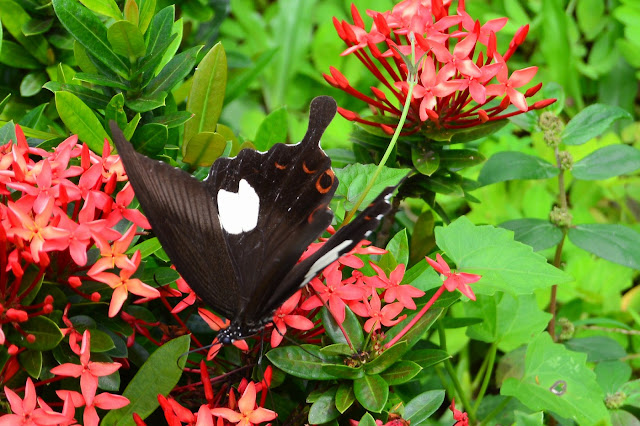 Papilio helenus