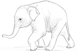 Seruu.. Gambar Mewarnai Gajah Terbaru Belajar Gambar Dini