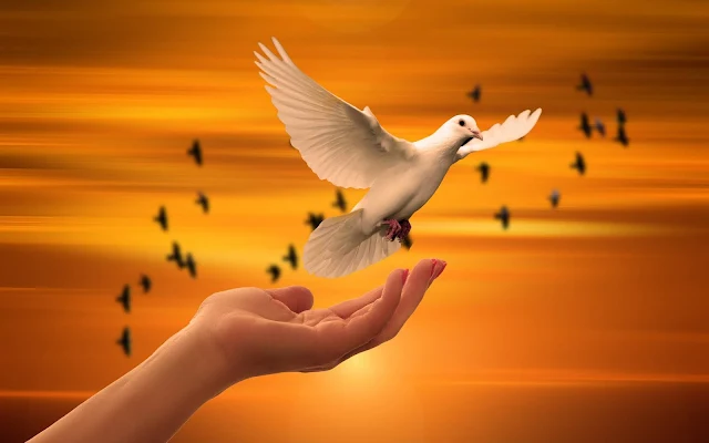 Dove Hand Peace Sunrise