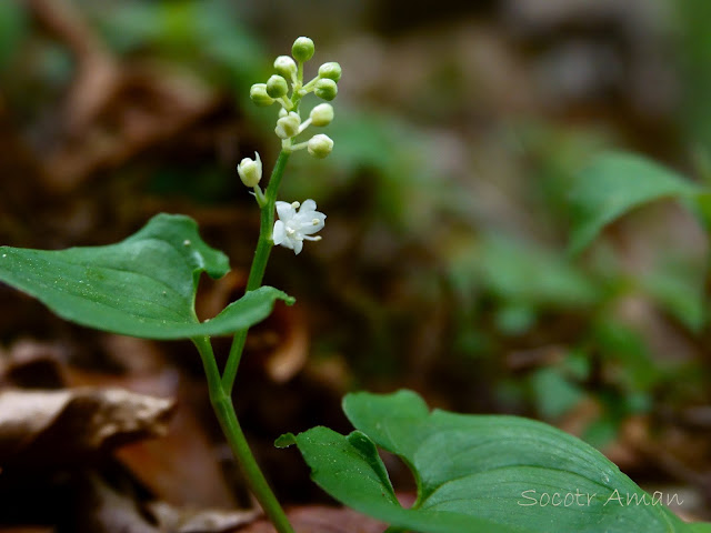 Maianthemum dilatatum