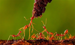 Ants