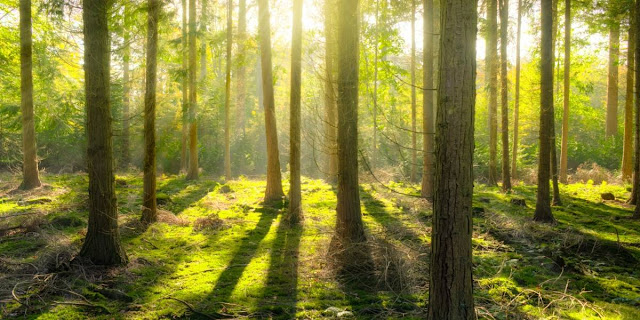 Bosques combaten cambio climatico