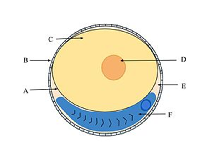 Diagrama de un huevo de pez óseo. A. membrana vitelina B. corion C. yema de huevo D. glóbulo de aceite E. espacio perivitelino F. embrión. Los peces producen muchos huevos, generalmente de aproximadamente 1 mm de ancho, y generalmente los liberan en la columna de agua abierta.