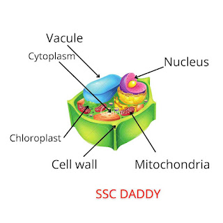 What is cell and Cell wall.