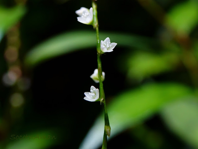 Persicaria pubescens