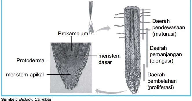Struktur dan Fungsi Jaringan Meristem Primer pada Tumbuhan